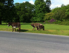 New Forest Donkeys at Lyndhurst